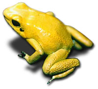 Картинка:Yellow-frog.jpg