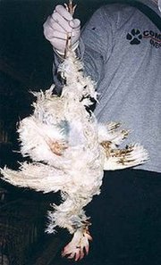 Умряло пиле е заразило ИТ специалист от Люлин с инициалите В.И.