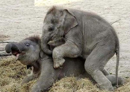 Картинка:Baby-Elephant-Rape.jpg
